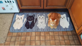 Illustration de l'article : 14 photos montrant qu'on n'est jamais au bout de ses surprises avec les chats