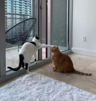 Illustration de l'article : 14 photos montrant qu'on n'est jamais au bout de ses surprises avec les chats