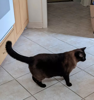 Illustration de l'article : 14 photos montrant qu'on n'est jamais au bout de ses surprises avec les chats