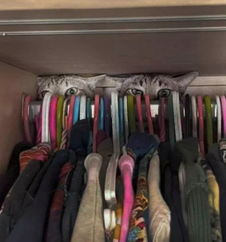 Illustration de l'article : 14 photos montrant qu'on n'est jamais au bout de ses surprises avec les chats