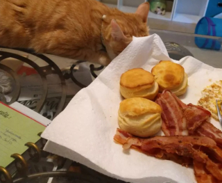 Illustration de l'article : 14 photos montrant qu'on n'est jamais au bout de ses surprises avec les chats