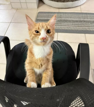 Illustration de l'article : 14 photos montrant qu'on n'est jamais au bout de ses surprises avec les chats