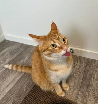 Illustration de l'article : 14 photos montrant qu'on n'est jamais au bout de ses surprises avec les chats