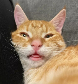 Illustration de l'article : 14 photos montrant qu'on n'est jamais au bout de ses surprises avec les chats