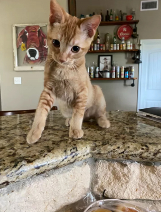 Illustration de l'article : 14 photos montrant qu'on n'est jamais au bout de ses surprises avec les chats