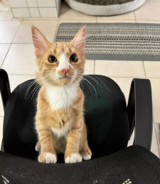 Illustration de l'article : 14 photos montrant qu'on n'est jamais au bout de ses surprises avec les chats