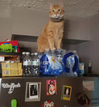 Illustration de l'article : 14 photos montrant qu'on n'est jamais au bout de ses surprises avec les chats