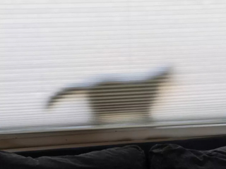 Illustration de l'article : 14 photos montrant qu'on n'est jamais au bout de ses surprises avec les chats