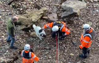Illustration de l'article : Des secouristes effectuent une opération risquée pour tenter de sauver un chien tombé d'une falaise
