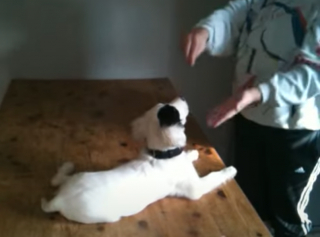 Illustration de l'article : Vidéo : abandonné à cause de sa surdité, ce chiot apprend la langue des signes avec ses nouveaux parents, atteints du même handicap