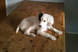 Illustration de l'article : Vidéo : abandonné à cause de sa surdité, ce chiot apprend la langue des signes avec ses nouveaux parents, atteints du même handicap