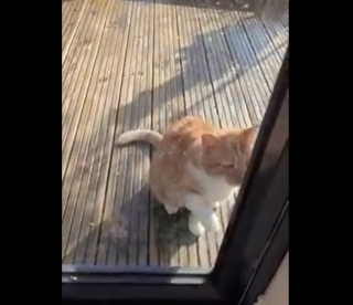 Illustration de l'article : Un chat rusé et talentueux fait mine d’être blessé pour attirer l’attention de ses propriétaires (vidéo)