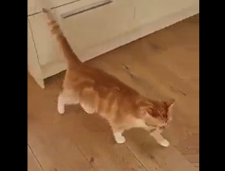 Illustration de l'article : Un chat rusé et talentueux fait mine d’être blessé pour attirer l’attention de ses propriétaires (vidéo)