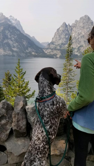 Illustration de l'article : Ce Braque Allemand est le premier chien à avoir participé à la conservation de la faune américaine, en détectant des nids de bourdons