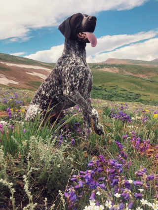 Illustration de l'article : Ce Braque Allemand est le premier chien à avoir participé à la conservation de la faune américaine, en détectant des nids de bourdons