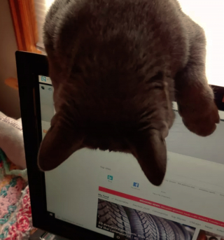 Illustration de l'article : 17 photos montrant que tenir une visioconférence en présence d'un chat est un énorme défi