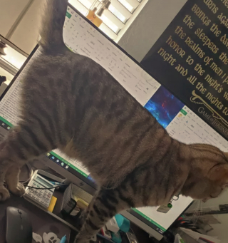 Illustration de l'article : 17 photos montrant que tenir une visioconférence en présence d'un chat est un énorme défi