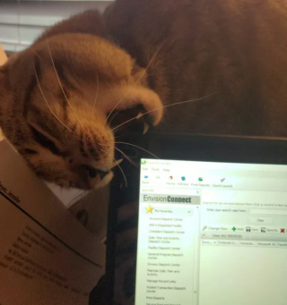 Illustration de l'article : 17 photos montrant que tenir une visioconférence en présence d'un chat est un énorme défi