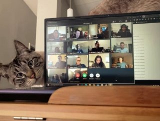 Illustration de l'article : 17 photos montrant que tenir une visioconférence en présence d'un chat est un énorme défi