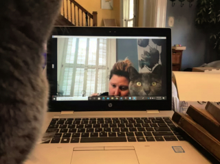 Illustration de l'article : 17 photos montrant que tenir une visioconférence en présence d'un chat est un énorme défi