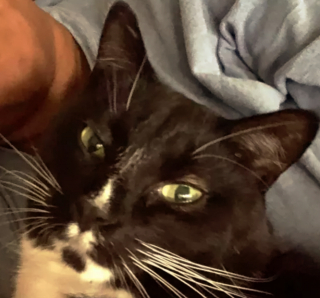 Illustration de l'article : 17 photos montrant que tenir une visioconférence en présence d'un chat est un énorme défi