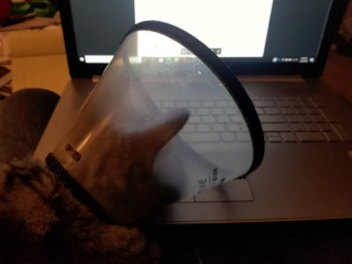 Illustration de l'article : 17 photos montrant que tenir une visioconférence en présence d'un chat est un énorme défi