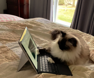 Illustration de l'article : 17 photos montrant que tenir une visioconférence en présence d'un chat est un énorme défi