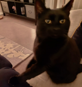 Illustration de l'article : 17 photos montrant que tenir une visioconférence en présence d'un chat est un énorme défi