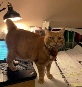 Illustration de l'article : 17 photos montrant que tenir une visioconférence en présence d'un chat est un énorme défi