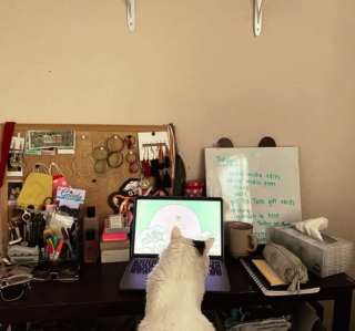 Illustration de l'article : 17 photos montrant que tenir une visioconférence en présence d'un chat est un énorme défi