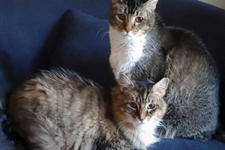 Illustration de l'article : Un chat, jeté par la fenêtre d’une voiture, trouve enfin une maison pour passer ses vieux jours