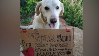 Illustration de l'article : Un Labrador sauve la vie de son maître en se faisant mordre par un serpent à sa place