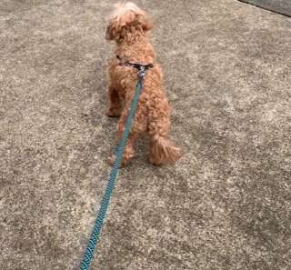 Illustration de l'article : Une dog-sitter doit parler avec l’accent australien pour que la chienne qu’elle garde la comprenne (vidéo)