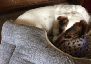 Illustration de l'article : À 96 ans, cette dame choisit de sauver un Jack Russell de 17 ans pour lui offrir une belle fin de vie