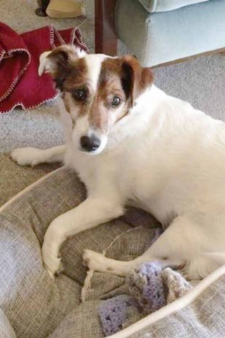 Illustration de l'article : À 96 ans, cette dame choisit de sauver un Jack Russell de 17 ans pour lui offrir une belle fin de vie