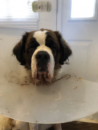 Illustration de l'article : Un Saint-Bernard se retrouve avec une teinture verte sur le pelage, qui pourrait avoir &eacute;t&eacute; cr&eacute;&eacute;e par sa propre salive