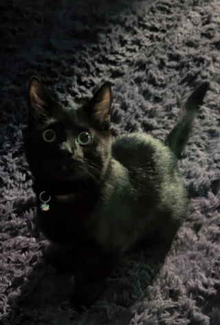 Illustration de l'article : 20 photos sublimes de chats Bombay au regard séducteur