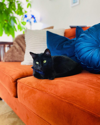 Illustration de l'article : 20 photos sublimes de chats Bombay au regard séducteur