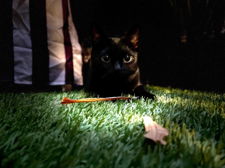 Illustration de l'article : 20 photos sublimes de chats Bombay au regard séducteur