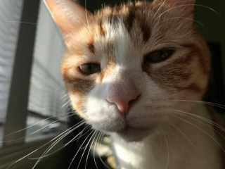 Illustration de l'article : 9 mois après avoir fait incinérer son chat, cette jeune femme apprend qu’il est toujours en vie !