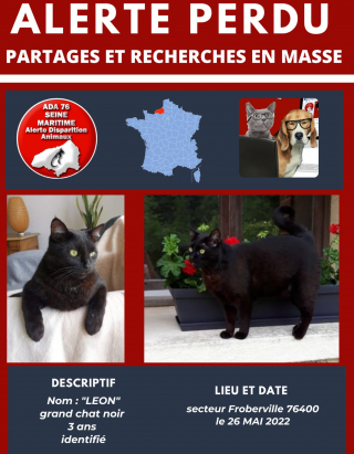 Illustration de l'article : "C'est le bébé de la famille" : le désarroi d'un propriétaire cherchant désespérément son chat depuis de longs mois