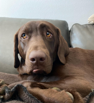 Illustration de l'article : 20 photos de Labradors ayant de la bonne humeur en surplus à partager avec vous
