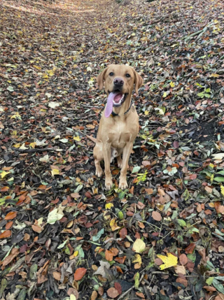 Illustration de l'article : 20 photos de Labradors ayant de la bonne humeur en surplus à partager avec vous