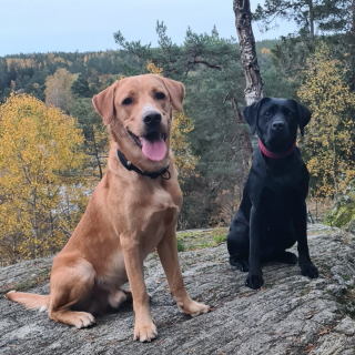 Illustration de l'article : 20 photos de Labradors ayant de la bonne humeur en surplus à partager avec vous