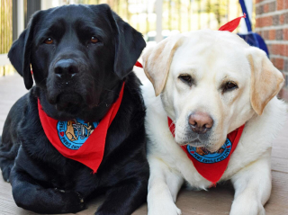 Illustration de l'article : 20 photos de Labradors ayant de la bonne humeur en surplus à partager avec vous