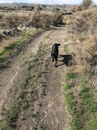 Illustration de l'article : 20 photos de Labradors ayant de la bonne humeur en surplus à partager avec vous