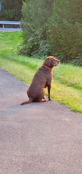 Illustration de l'article : 20 photos de Labradors ayant de la bonne humeur en surplus à partager avec vous