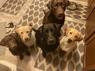 Illustration de l'article : 20 photos de Labradors ayant de la bonne humeur en surplus à partager avec vous