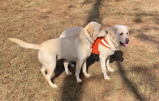 Illustration de l'article : 20 photos de Labradors ayant de la bonne humeur en surplus à partager avec vous