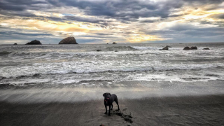 Illustration de l'article : 20 photos de Labradors ayant de la bonne humeur en surplus à partager avec vous
